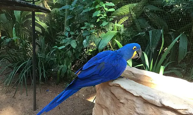 México vai começar a importar aves para exibição e reprodução do Brasil