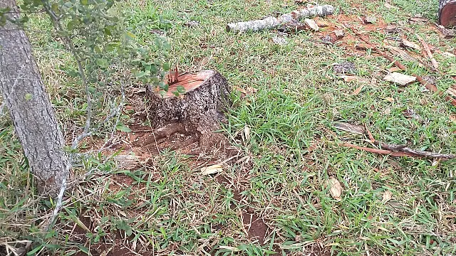 PMA autua agricultor em R$ 4 mil por derrubada ilegal de árvores de aroeira para exploração de madeira
