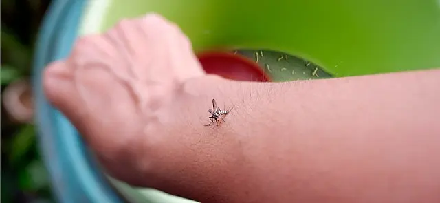 Entenda o que são sorotipos da dengue e por que o tipo 3 preocupa