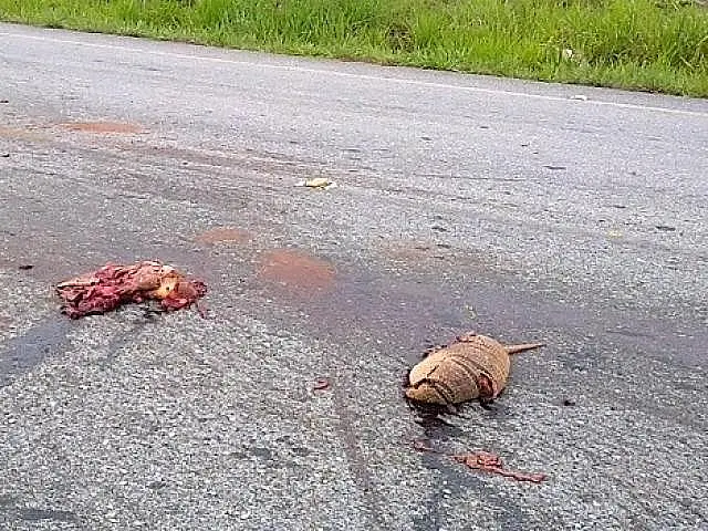 De doer o coração: ambientalista flagra seis tatus atropelados