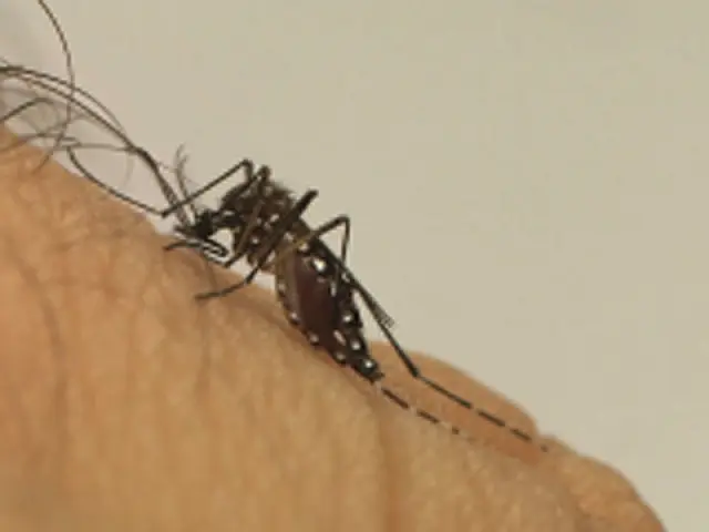 Fiocruz confirma presença do vírus zika em amostras de saliva e urina