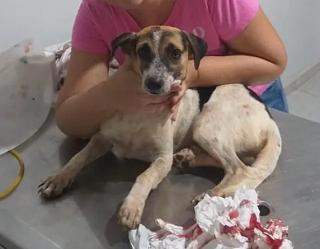 Dono oferece R$ 500 para quem encontrar cachorro