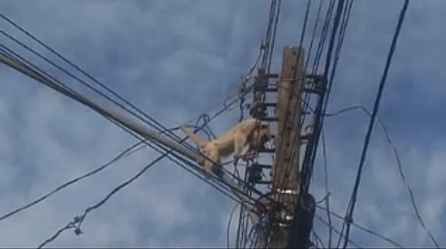 Macaco morre eletrocutado ao encostar em fios de 13 mil volts em bairro de Campo Grande
