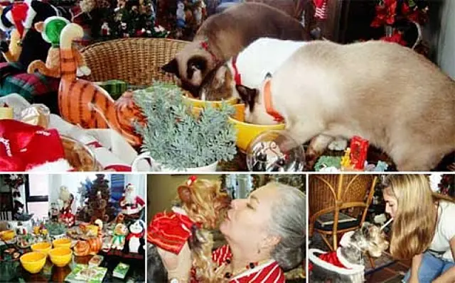 Gatos e cães adotados ganham ceia de Natal especial