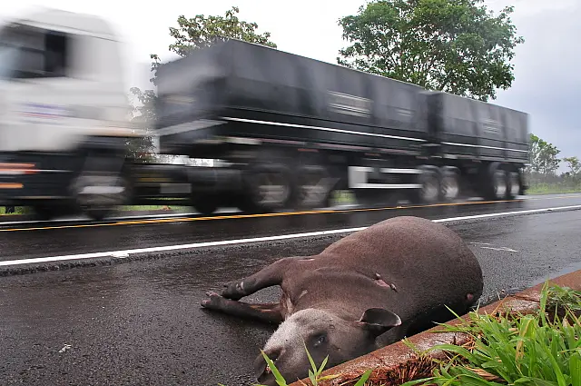 Estudo registra alto índice de atropelamento de animais silvestres em Mato Grosso do Sul