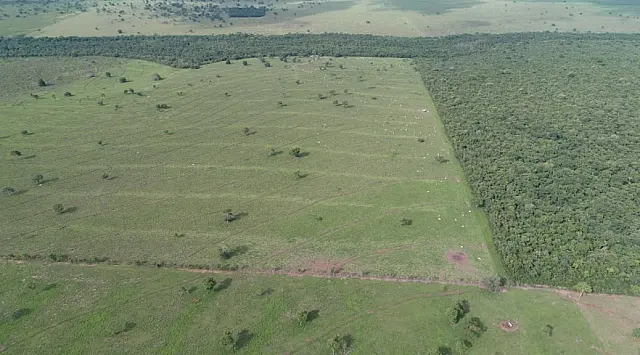 PMA multa 3º pessoa em R$ 79 mil por desmatamento ilegal durante a operação Cervo-do-Pantanal