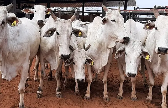Leilão on-line de 64 bovinos de Aquidauana acontece na próxima semana
