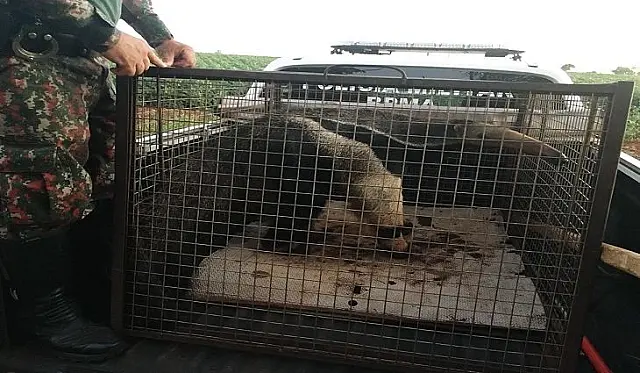 PMA resgatou 774 animais de criminosos e captura 2.268 animais silvestres em 2020