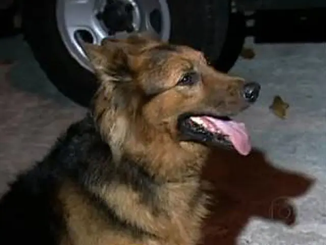 Cadela salva dono que caiu em ribanceira