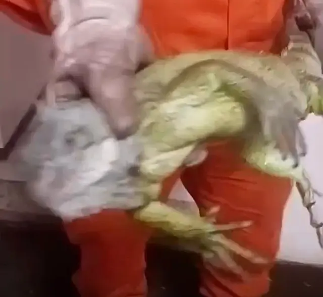 Iguana é resgata em prédio histórico em Corumbá
