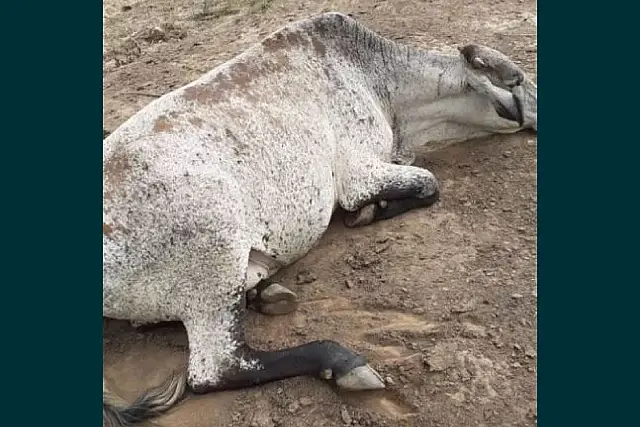 Funcionário encontra gado morto com sinal de tiro na cabeça na BR 262