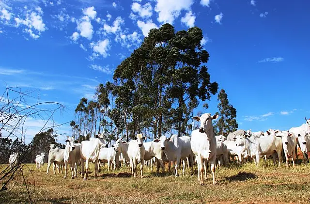 Com apoio do Governo de MS, evento foca em inovações em sustentabilidade na agropecuária