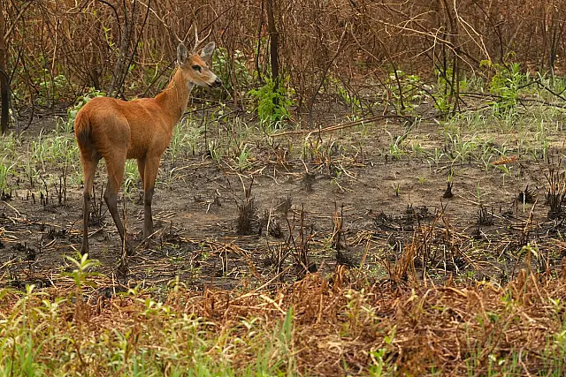 Chuvas resolveram os incêndios no Pantanal?