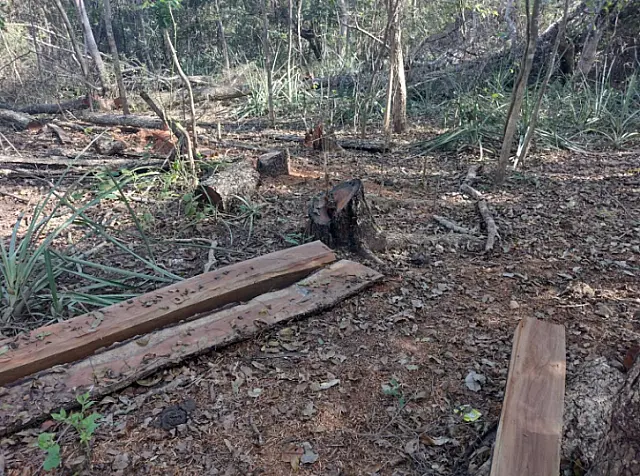PMA autua homem por derrubada de árvores