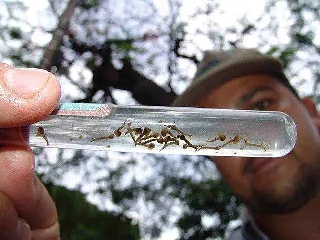 Bebê de oito meses é a 20° vítima fatal de dengue em Mato Grosso do Sul