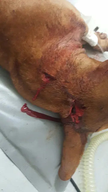 Cadela pit bull é morta com golpes de facão por vendedor ambulante