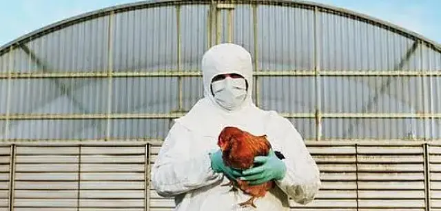 Suspeita de gripe aviária em galinha-doméstica é investigada