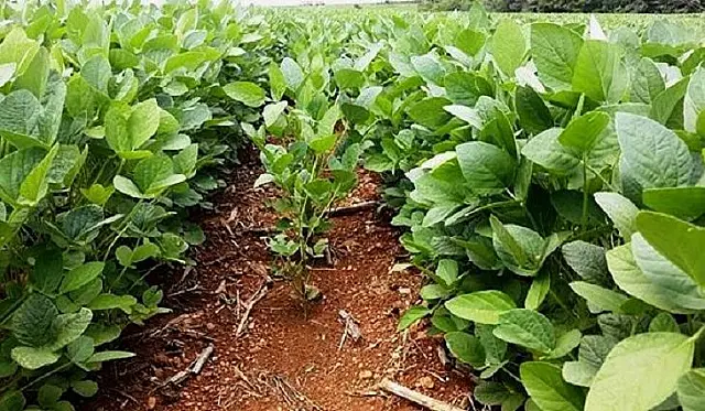 Prazo para agricultor registrar área plantada com soja termina neste fim de semana