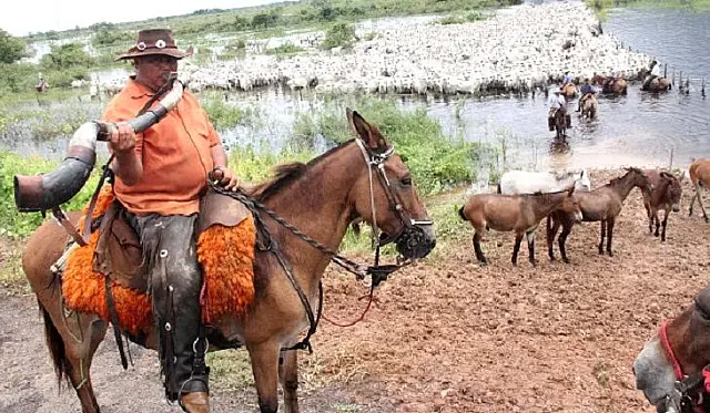 Apoio aéreo dos fazendeiros garantem a vacinação em massa no Pantanal