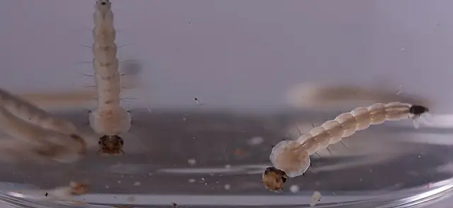 Prevenção: saiba como eliminar larvas e ovos do mosquito causador da dengue