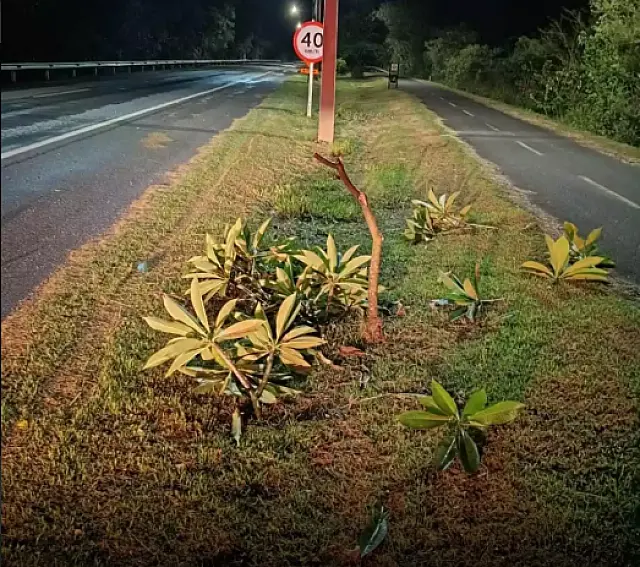 Adolescentes são flagrados vandalizando árvores em rodovia de Bonito