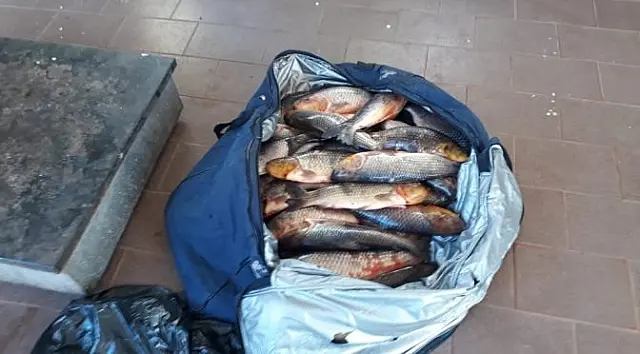 PMA autua paulista em R$ 1,7 mil por pesca acima da cota permitida