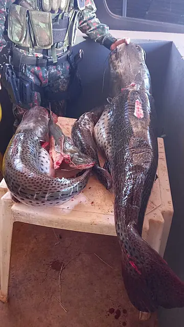 Pescador é autuado em R$ 1,7 mil por pesca predatória no rio Vacaria