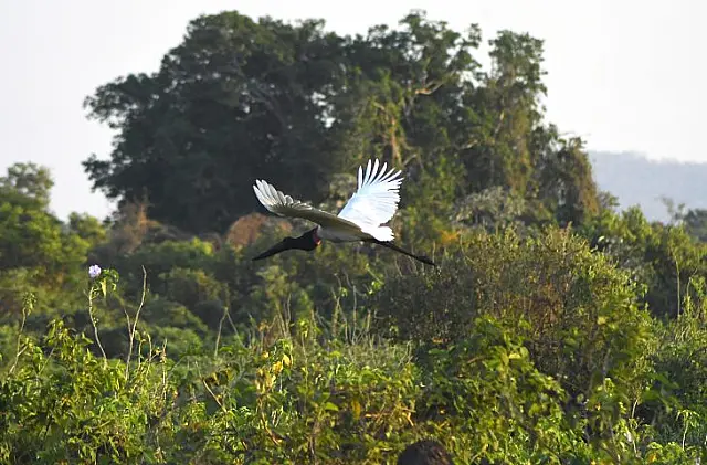Governo de MS suspende licenças de supressão de vegetação nativa no Pantanal