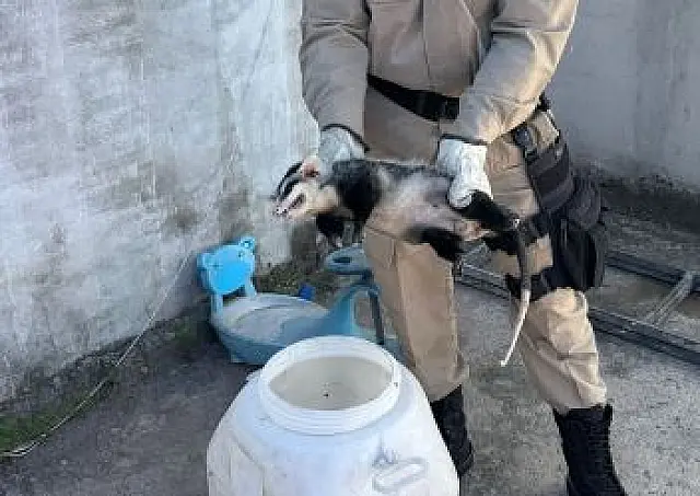 Gambá dá susto em comerciantes e Bombeiros salvam animal