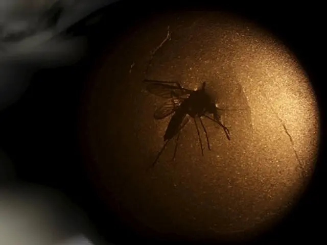 OMS espera 4 milhões de casos de zika nas Américas; 1,5 mi no Brasil