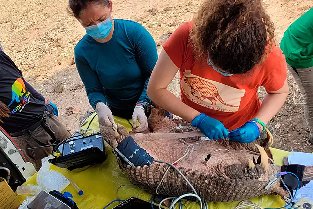 Pesquisadores registram no Pantanal o maior tatu-canastra já encontrado