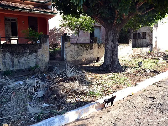 Polícia Civil investiga caso de maus-tratos a gatos no Centro de Aquidauana