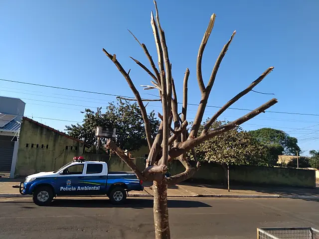 Morador de Anastácio é multado por podar árvore sem autorização