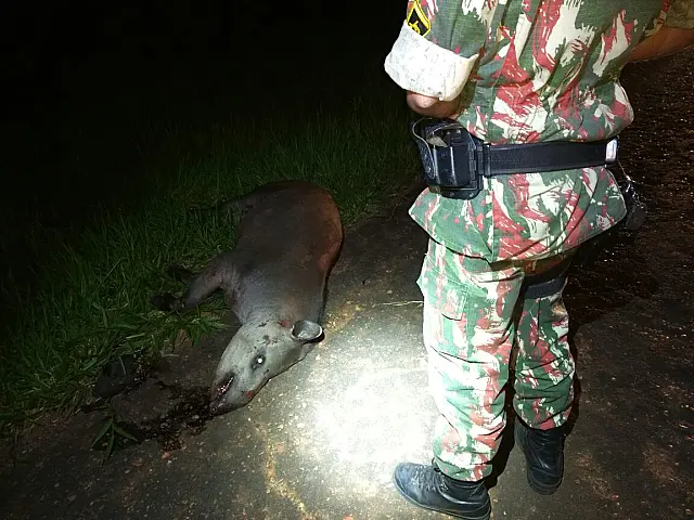 Ford Ka colide em anta e três ficam feridos; animal morreu no local