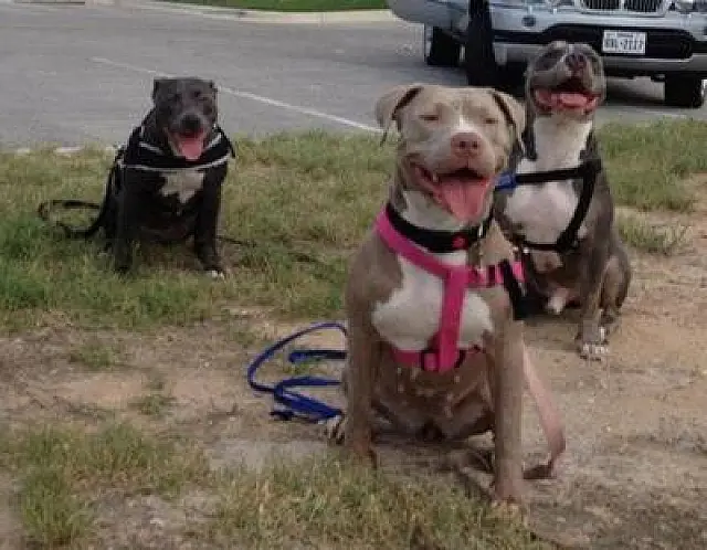 Homem é atacado por quatro pit bulls que pularam portão de residência em Jardim