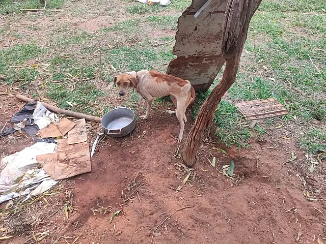 Idosa mantinha cachorros amarrados, doentes e com pouco alimento