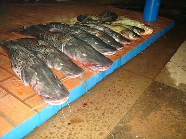 PMA apreende 79 quilos de pescado às margens do Rio Aquidauana