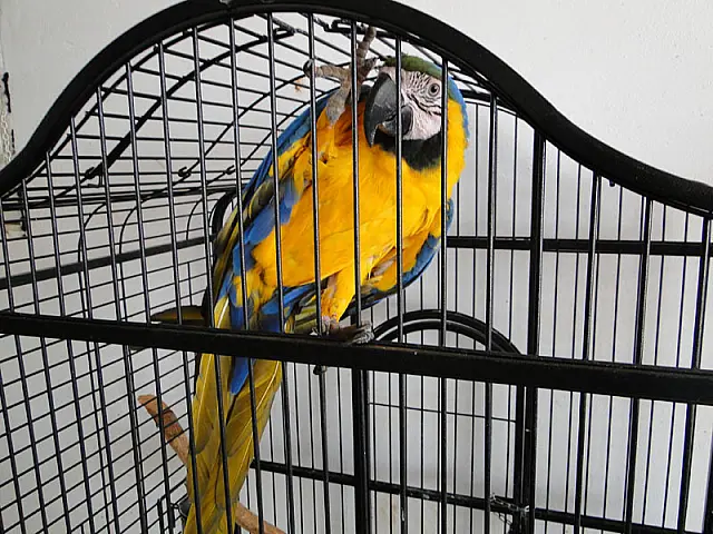 MS: PF apreende grande quantidade de aves silvestres e exóticas
