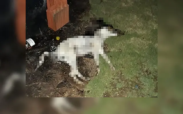 Por vingança, jovem de 24 anos mata cachorro a chutes após brigar com o irmão em Bonito