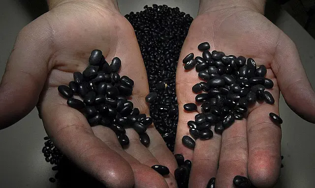 Governo manda recolher lotes de feijão impróprios para consumo