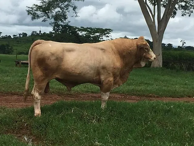 Agronegócio: um bom exemplo de pecuária de precisão