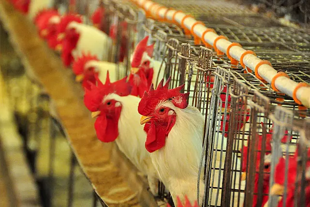 Produção de carne suína e de frango sobe em MS segundo análise