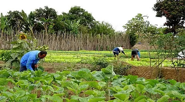 Pequenos e médios agricultores têm linha de crédito especial para enfrentar prejuízos com a Covid-19