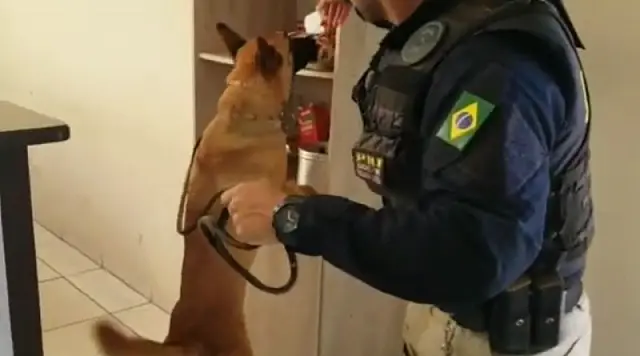 Grupo de Operações com Cães da PRF e Polícia Civil realizam Operação em Jardim