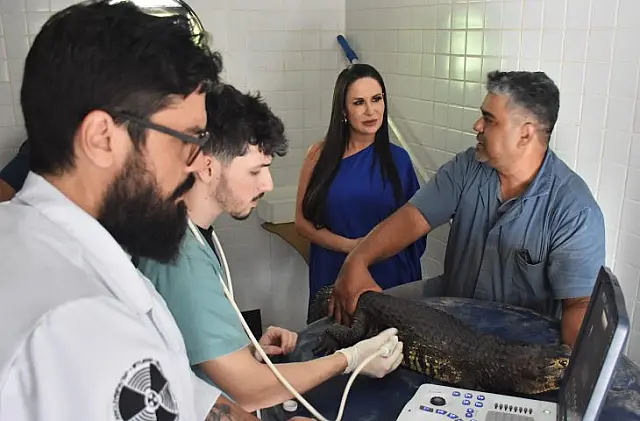 Parceria garante ao Bioparque exames de ultrassom em jacarés