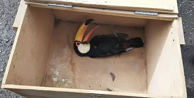 Tucano atropelado é resgatado na MS-080