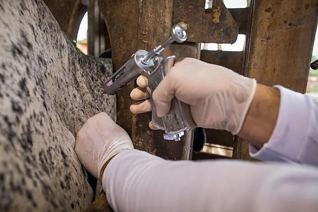 Pecuaristas devem se atentar às mudança nas etapas de vacinação contra febre aftosa