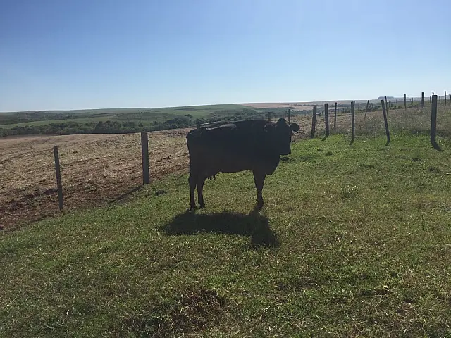 Idoso de 81 anos tem duas vacas furtadas de sua chácara em Anastácio