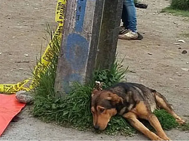 Abatido, cão não sai do lado do dono que morreu atropelado