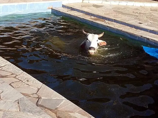 Moradora flagra novilha nelore dentro de piscina em sítio